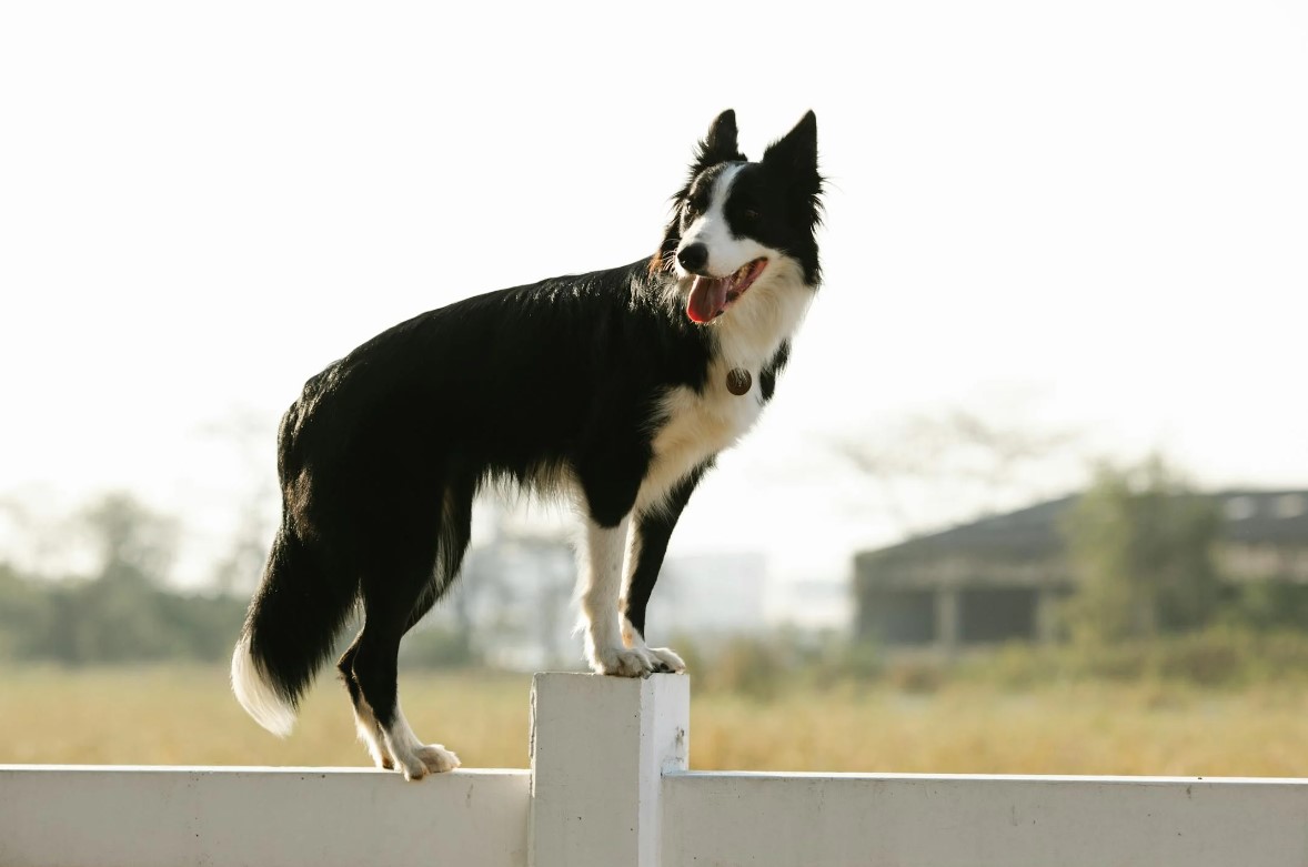 Cheap Fencing To Keep Dogs Out Of Garden