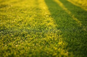 Step-by-Step Guide to Cutting Grass Without a Lawn Mower