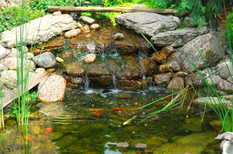 How Do Aquatic Plants Help in Cleaning Pond Water