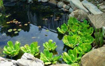 How to Clean Pond Water with Fish In It? – Simple DIY Ideas