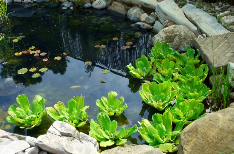 How to Clean Pond Water with Fish In It