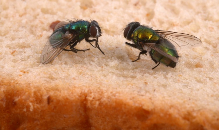 How to Prevent Future Fruit Fly Infestations