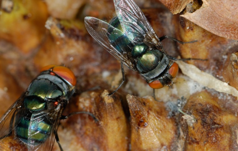 How to Remove Fruit Flies Using Natural Methods