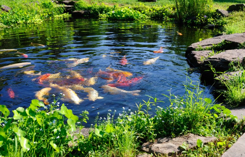 Natural Pond Cleaning Methods