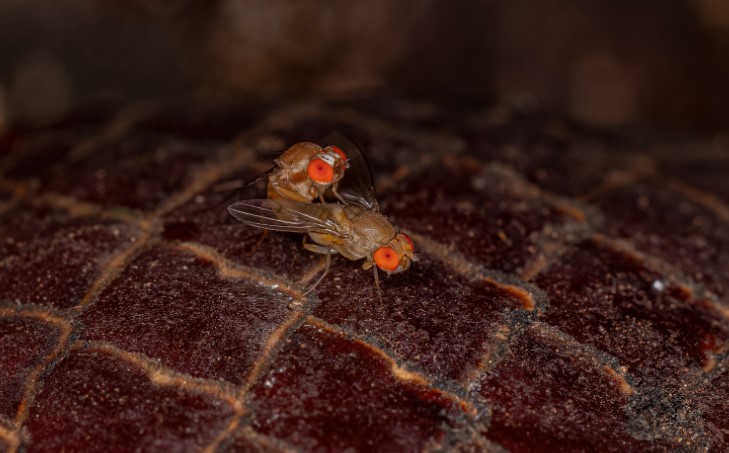 What Attracts Fruit Flies to Your Home