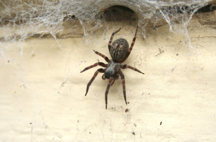 Common House Spider