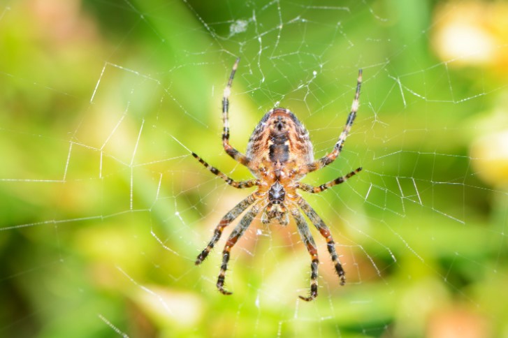 Garden Spider