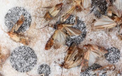 How To Get Rid of Brown House Moths? – Step-by-Step Guide