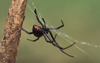 How To Identify a False Widow Spider?