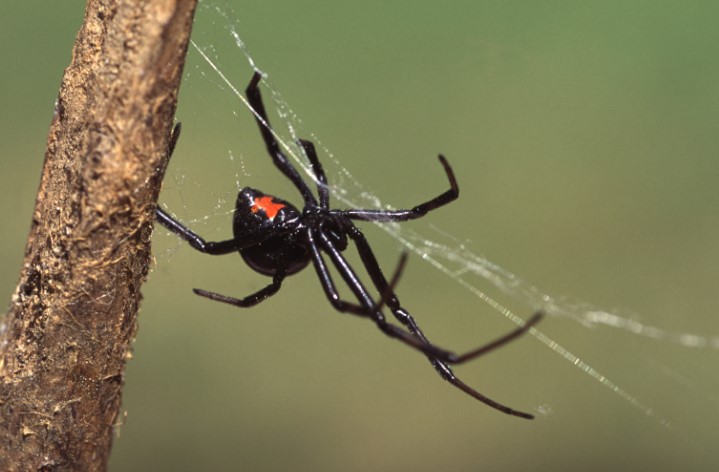 How To Identify a False Widow Spider