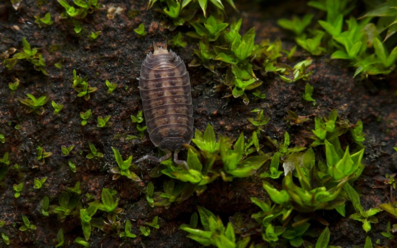 How to Identify a Woodlice Infestation