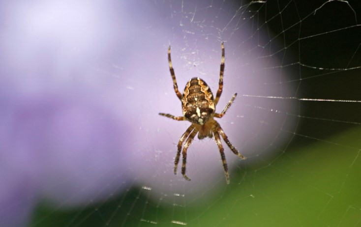 Preventing False Widow Spiders in Your Home