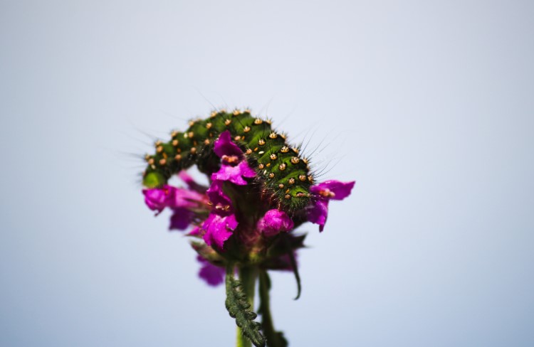 Preventing Future Moth Infestations