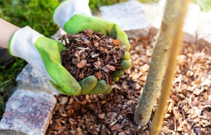 Smothering Grass with Mulch or Cardboard