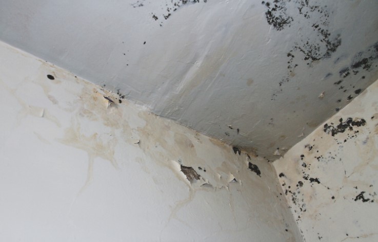 Top 7 Early Sign of Toxic Black Mold on Ceiling