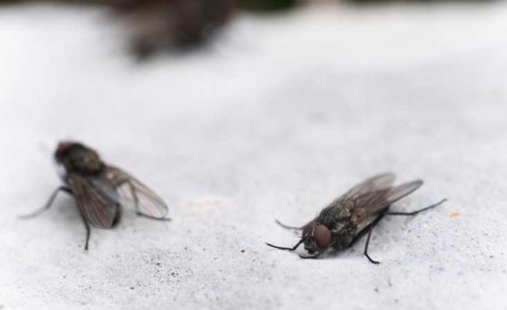 Understanding Fly-Repelling Scents