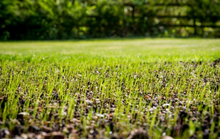 What is the Best Time of Day to Mow