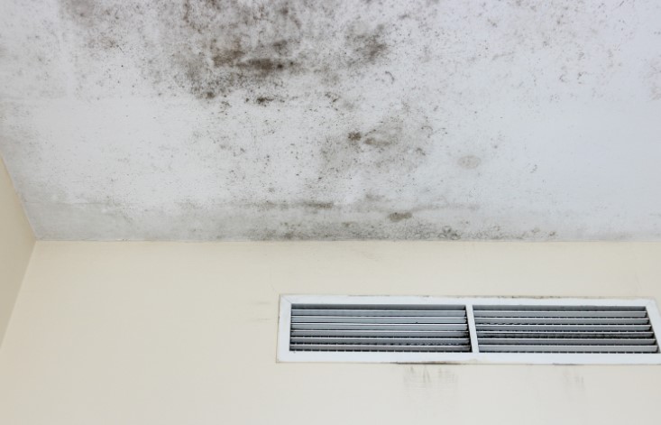 What Is Toxic Black Mold