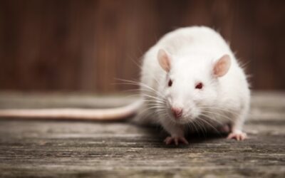 What Keeps Rats Away Naturally? – Best 10 DIY Ideas