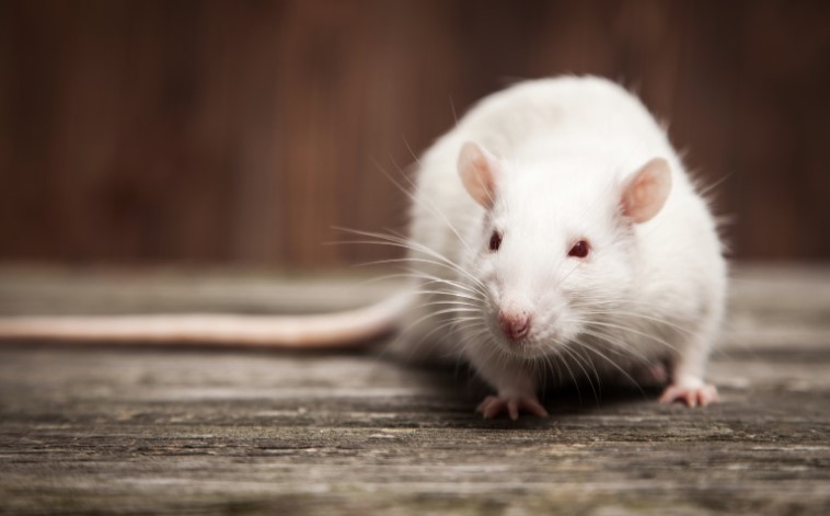 What Keeps Rats Away Naturally