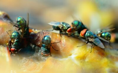 What Smells Do Flies Hate? – 8 Ways To Keep Flies Away