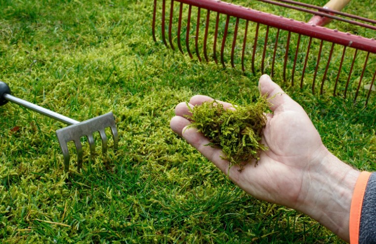 Why Is Timing Important for Lawn Mowing