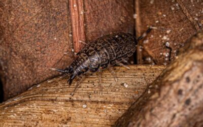 How To Get Rid Of Woodlice? – Best DIY Ideas