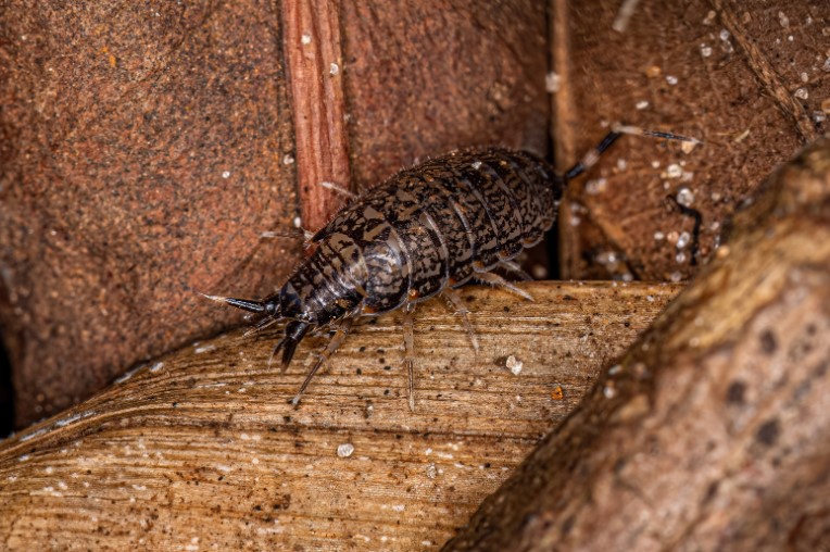 How To Get Rid Of Woodlice