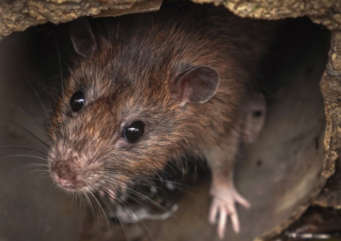 what are the Tips for Long-Term Rat Prevention