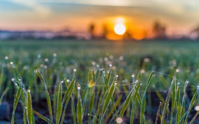 Can You Cut Wet Grass? – How To Mow Damp Grass Safely?