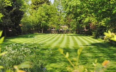 Can You Cut Wet Grass With a Petrol Mower?