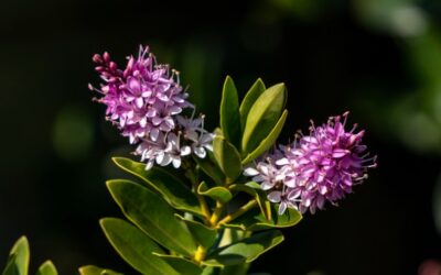 Do Hebes Die Back in Winter? – Frost Damage Recovery Ideas