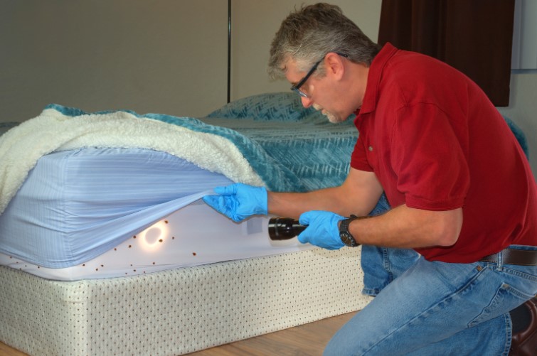 How Can You Tell If There Are Bed Bugs in Your Mattress