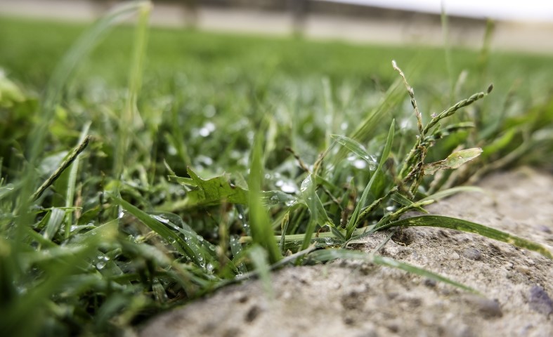 How Long to Wait to Mow Grass After the Rain