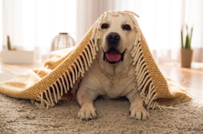 How To Get Dents Out Of Carpet