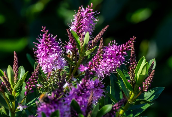 How to Identify Frost Damage on Hebes