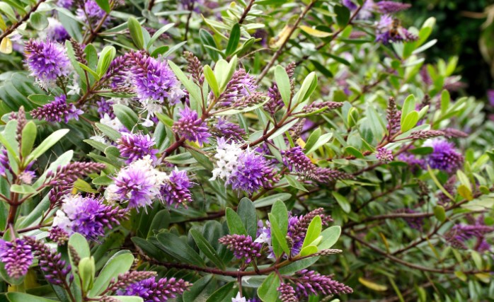 Do You Prune Hebe After Flowering